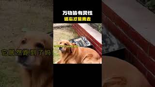 万物皆有灵性#名场面 #离谱操作 #杂谈