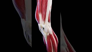 Anatomy of the knee movement  #meded #anatomy #3dmodel