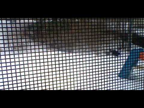 funny cat chasing a skunk