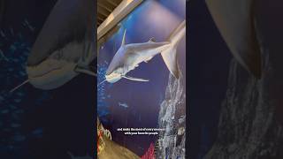 Manila Ocean Park Adventure (Part 1) – Dive Into the Fish Exhibit!