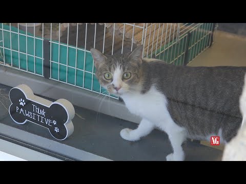 Adoptable Pet of the Week | Chrissy | News-Graphic