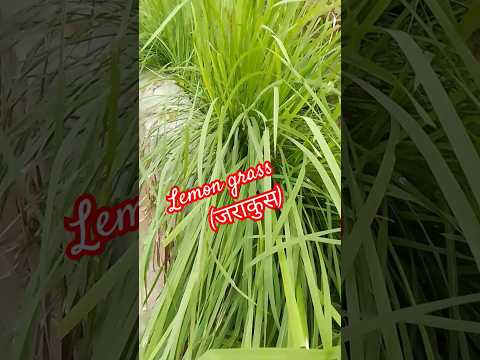 Lemon grass plant #जराकुस