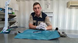 PetPassion cat steri