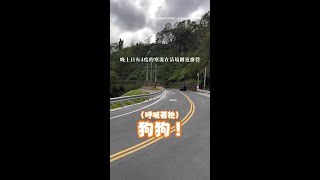 【暖心救援❤️‍】山路遇小狗追車！女喊「回來我就救你」牠下秒奔來 #Shorts