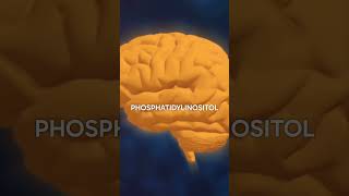 The Phosphatidylinositol Memory Code
