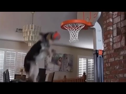 LIKE A BOSS COMPILATION | Funny Video | Time Pass