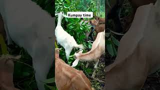 kumpay time, Feeding time #goat #goat #feedingtime #goatfarming #goatsfarm #youtube