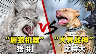 当“杀戮机器”猞猁，遇上“犬界战神”比特犬，谁会胜券在握？【万物灵】