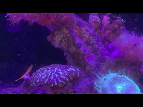 Feeding fish & Corals