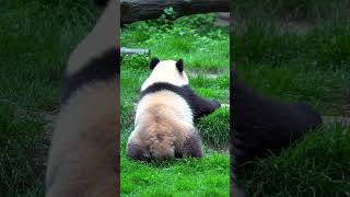 Panda Cub Rolls Down the Hill! 🐼 Cutest Fail Ever | #Shorts
