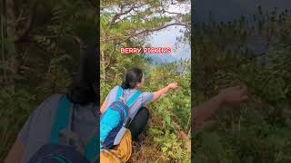 Berry Picking #hiking #berries #hikingadventure #outdooradventure #mountains #adventuretravel #life