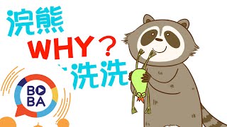 【扶拉格透可】浣熊「洗洗洗」動作非賣萌，以「手代眼」奧妙構造揭秘！│Why do raccoons wash their food?