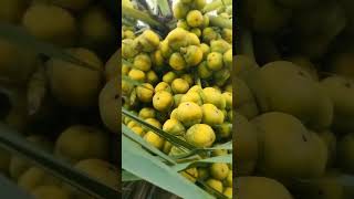 Palm Fruit🙂🙂#shorts #shortvideo #youtubeshorts #gardening