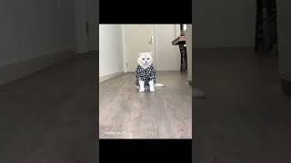 cute cat baby cat funny cat kitten aww cute #shorts #baby #cute #cat #awwcute