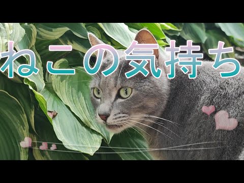 猫の気持ち・猫ちゃん動画🌈＃猫動画＃スピちゅーる＃猫の気持ち