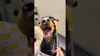 Extra Happy Dogs: Very Happy Videos#happydog#dog#funnyvideos#funnydogs#dogsoftiktok#cutedog