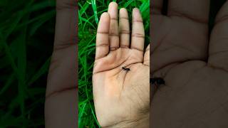 Asian beetles you've neverseen#anyuniqueanimals#beetle#insects#beautifulinsects#nature#wildlife#1158