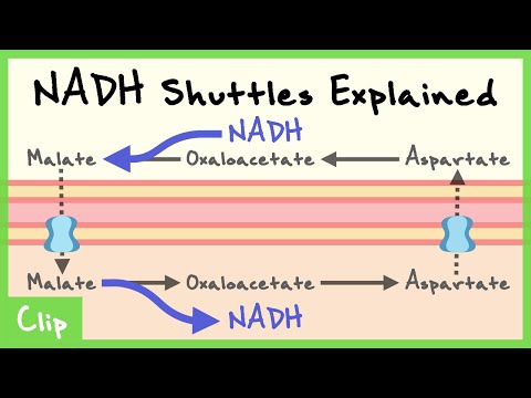 NADH Shuttles Explained (Malate-Aspartate Shuttle, Glycerophosphate Shuttle) | Clip