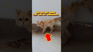 Poor Cat Had No Idea She Got Abandoned 💔 #cats #shorts