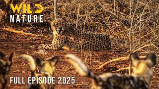 LEOPARD VS WILD DOGS | Solitary Power Meets the Pack #naturedocumentaries | Wild Nature