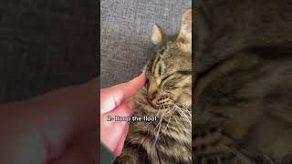 Boop the floof 😺💜 #shorts #rescuecat #rescuekitten #funnycatvideos #tabbycat #floof #floofycat #cat