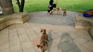 柴犬户外召回強化訓練示範