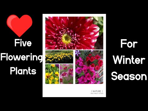 Five Flowering Plants Name For Winter Season/ Decorate Your Garden With Colourful Flower@NatureNWe_7