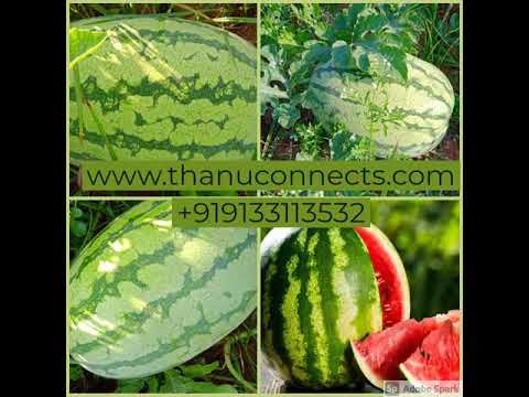 watermelon export quality for sale