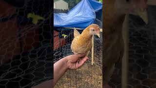 Backyard breedings make some nice stuff for sure. #funny #pets #funnypost #funnyideas #funniestvideo
