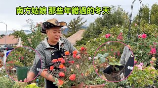 花园打理123，错过冬天再等一年！园艺篇542