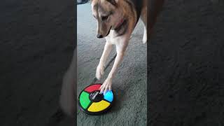Maizee Dog vs Simon game