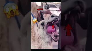 Camel Adoption Process 😲😲