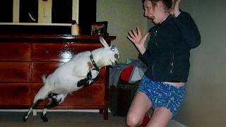 1M LAUGHS daily from Funny Animals! 😂 Funniest ANIMALS Videos 2025