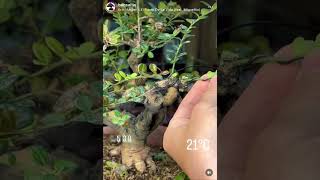 剔除不要的芽點，順便帶路。(3)#黑刺柑