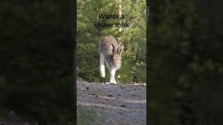 Curious Hare