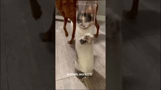 #cats #funny #happyanimals #dogshorts #cat #happycats #pets #happypets #animals #funnyanimals