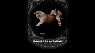 这就是为什么说猫有九条命？ #猫咪的迷惑行为 #科普一下 #涨知识