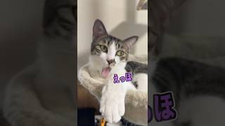 猫のえっほ！えっほ！#ねこ #猫のいる暮らし #猫