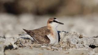 White-fronted Plover (Charadrius marginatus)