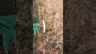 Use hook trap fish #fishingvideo #fishing #reels #fish #shorts