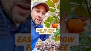 Persimmons, an Easy to Grow Fruit Tree #shorts #fruittrees #gardening #orchard #growyourownfood