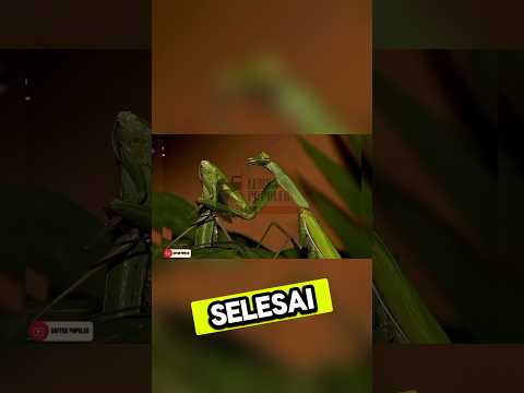 Ke unikan hewan yang satu ini ternyata betina nya kanibal #lensapopuler