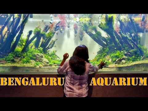 Namma Bengaluru Aquarium | INDIA's 2nd Largest Aquarium