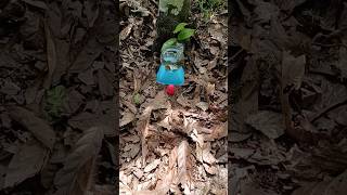 Finding some gold snail and egg #snail #egg #eggs