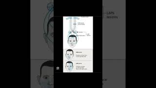 Facial nerve made easy # #mbbs #youtube #facial #nerve  #plabs#anatomy #easy #shorts #top #medical