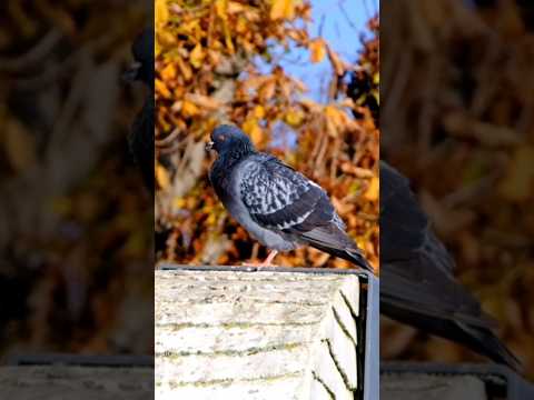 Mirror, Mirror… Is That a Pigeon?  #facts #wildlife #shorts