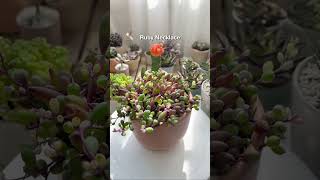Top 5 Mini plants for your small spaces 🪴 #succulentsbox #succulents #cactus #houseplants #shorts
