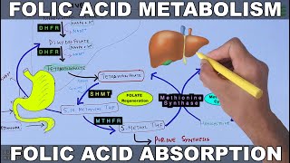 Folic Acid Metabolism | Folate Cycle