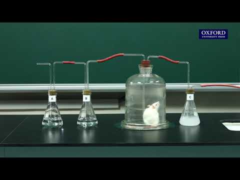 Practical 21.3 Investigation of carbon dioxide production in a living mouse