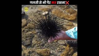 इनपर गलती से भी कदम मत रखना ❌ | Never Step On a Sea Urchin | The Fact | #shorts #ytshorts